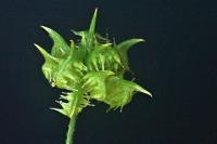 Ranunculus arvensis