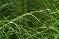 Carex acuta