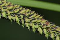 Carex acuta