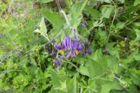 Solanum dulcamara