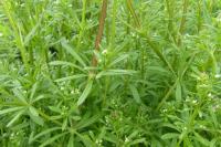 Galium aparine