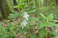 Melittis melissophyllum subsp. melissophyllum