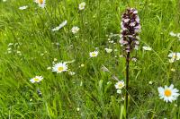 Orchis purpurea