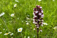Orchis purpurea