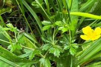 Potentilla erecta