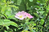 Rosa canina