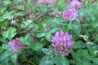 Trifolium pratense