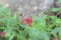 Centranthus ruber