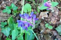Vicia dasycarpa