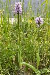Orchis simia