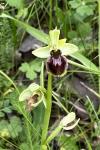 Ophrys aranifera subsp. aranifera