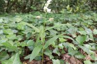 Cephalanthera longifolia
