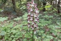 Orchis purpurea