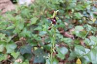 Ophrys insectifera