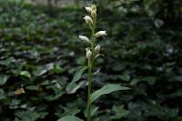 Cephalanthera damasonium