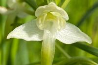 Platanthera chlorantha
