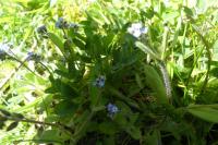 Myosotis ramosissima