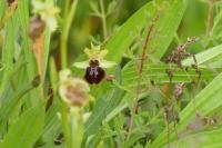 Ophrys aranifera