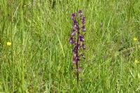 Anacamptis laxiflora
