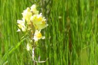 Linaria vulgaris