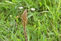 Orobanche minor