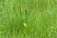Colchicum autumnale