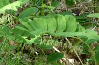 Polygonatum multiflorum