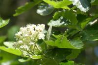 Torminalis glaberrima
