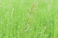 Bromus racemosus