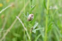 Trifolium striatum