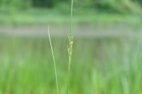 Juncus compressus