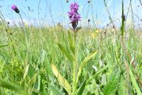 Dactylorhiza majalis