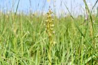 Dactylorhiza viridis