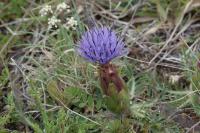 Carthamus mitissimus