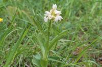 Cephalanthera damasonium