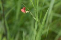 Lathyrus sphaericus