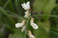 Lathyrus pannonicus
