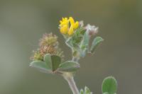 Medicago minima