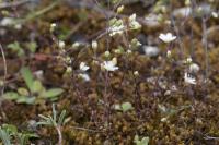 Arenaria controversa