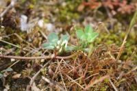 Trifolium scabrum