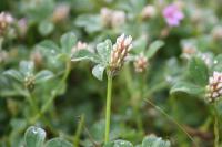 Trifolium striatum