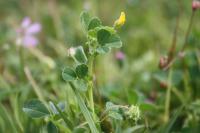 Medicago rigidula