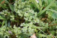 Scleranthus annuus