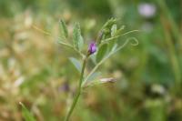 Vicia lathyroides