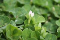 Trifolium subterraneum