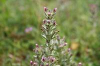 Parentucellia latifolia