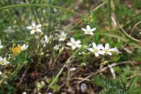 Arenaria controversa