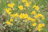 Helianthemum oelandicum