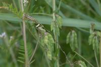 Ervilia hirsuta