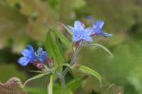 Aegonychon purpurocaeruleum